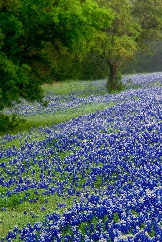 Foggy Spring Morning by artist timothy sens